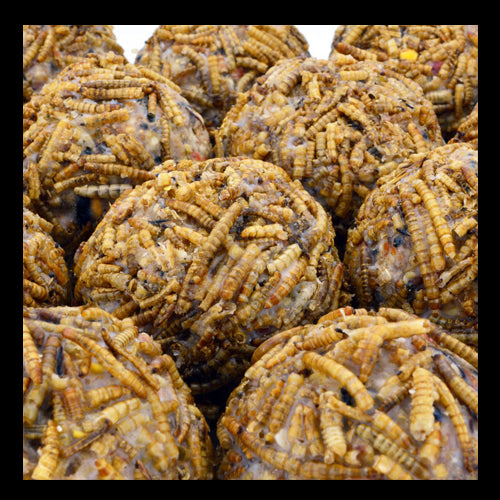 Winston Wilds Extra Special Fat Balls Mealworms 50 Bucket (95g) The